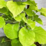 Hortensia grimpant 'Bright Side'