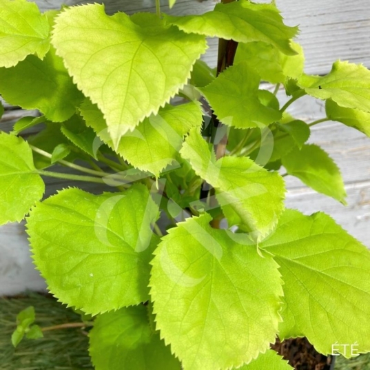 Hortensia grimpant 'Bright Side'