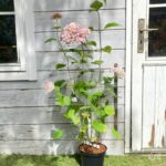 Hydrangea arborescens 'Candybelle Bubblegum'