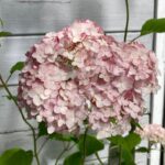 Hydrangea arborescens 'Candybelle Bubblegum'