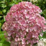 Hydrangea arborescens 'Candybelle Bubblegum'