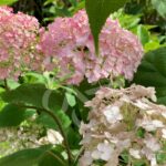 Hydrangea arborescens 'Candybelle Bubblegum'