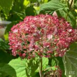 Hydrangea arborescens 'Candybelle Bubblegum'