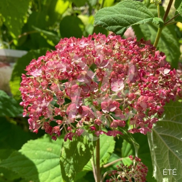 Hydrangea arborescens 'Candybelle Bubblegum'