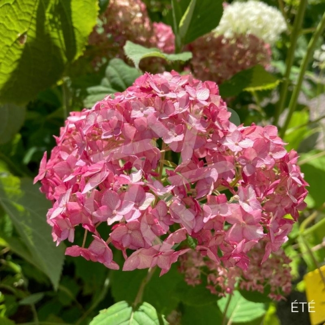 Hydrangea arborescens 'Candybelle Bubblegum'