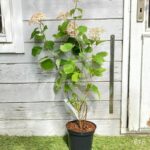 Hydrangea arborescens 'Candybelle Marshmallow'