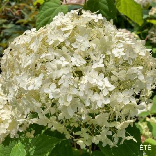 Hydrangea arborescens 'Candybelle Marshmallow'