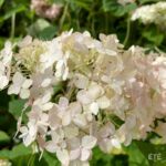 Hydrangea arborescens 'Candybelle Marshmallow'
