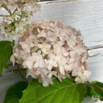 Hydrangea arborescens 'Candybelle Marshmallow'