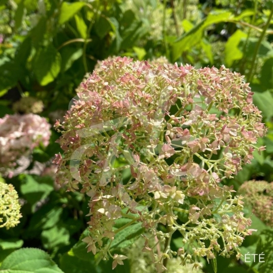 Hydrangea arborescens 'Candybelle Marshmallow'