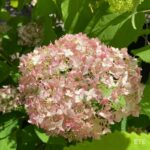 Hydrangea arborescens 'Candybelle Marshmallow'