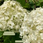 Hydrangea arborescens 'Candybelle Marshmallow'