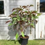 Hydrangea aspera 'Hot Chocolate'