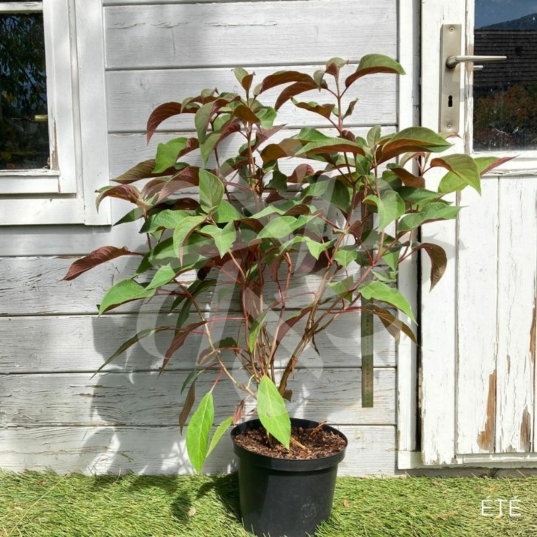 Hydrangea aspera 'Hot Chocolate'