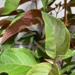 Hydrangea aspera 'Hot Chocolate'