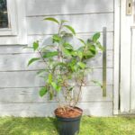 Hydrangea aspera 'Villosa'
