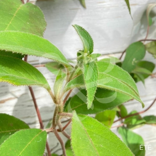 Hydrangea aspera 'Villosa'