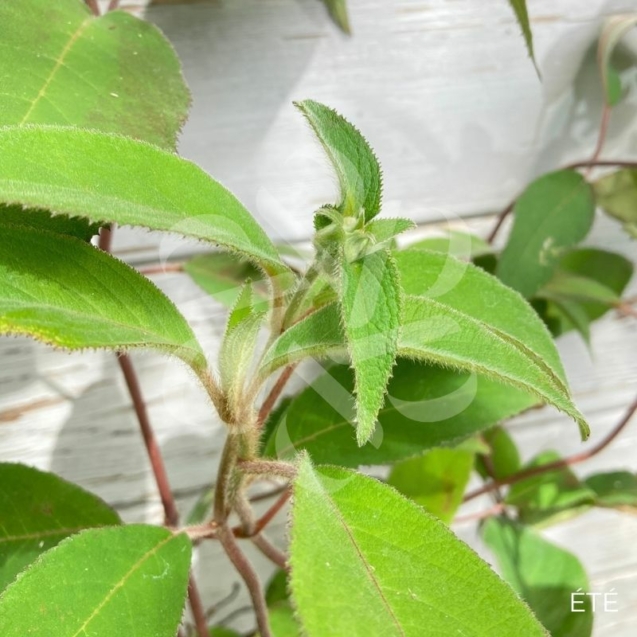 Hydrangea aspera 'Villosa'
