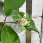 Hydrangea aspera 'Villosa'