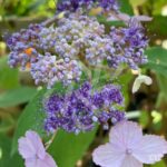 Hydrangea aspera 'Villosa'