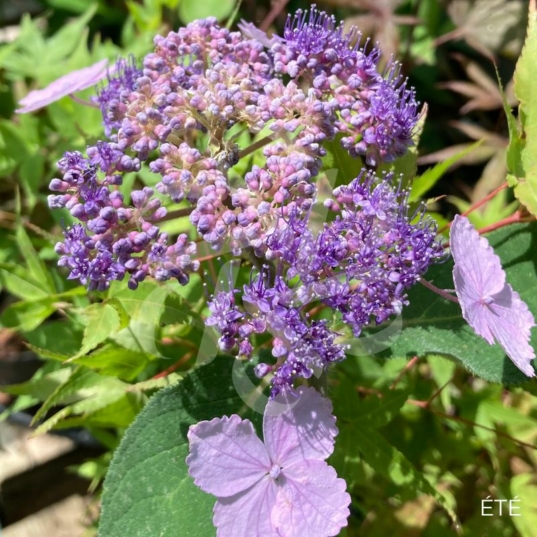 Hydrangea aspera 'Villosa'