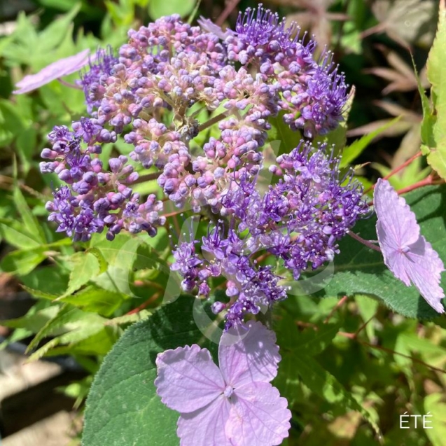 Hydrangea aspera 'Villosa'