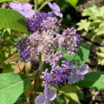 Hydrangea aspera 'Villosa'