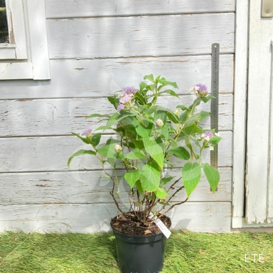 Hydrangea involucrata - Hortensia Nain
