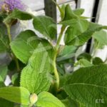 Hydrangea involucrata - Hortensia Nain