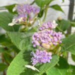 Hydrangea involucrata - Hortensia Nain