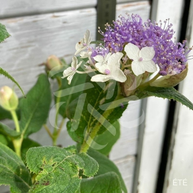 Hydrangea involucrata - Hortensia Nain