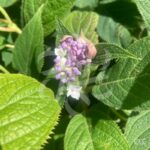 Hydrangea involucrata - Hortensia Nain