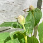 Hydrangea involucrata - Hortensia Nain