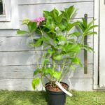 Hydrangea macrophylla 'Ayesha'