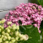 Hydrangea macrophylla 'Ayesha'