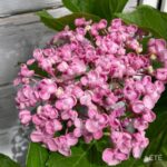 Hydrangea macrophylla 'Ayesha'
