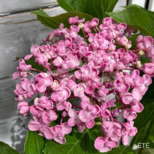 Hydrangea macrophylla 'Ayesha'