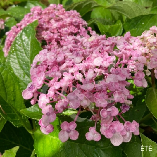 Hydrangea macrophylla 'Ayesha'