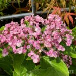Hydrangea macrophylla 'Ayesha'