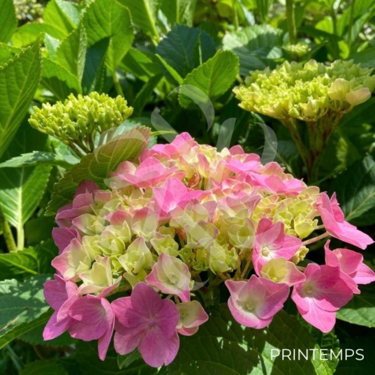 Hydrangea macrophylla 'Teller Red'