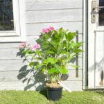 Hydrangea macrophylla 'Teller Red'