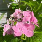 Hydrangea macrophylla 'Teller Red'