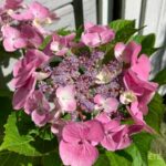 Hydrangea macrophylla 'Teller Red'