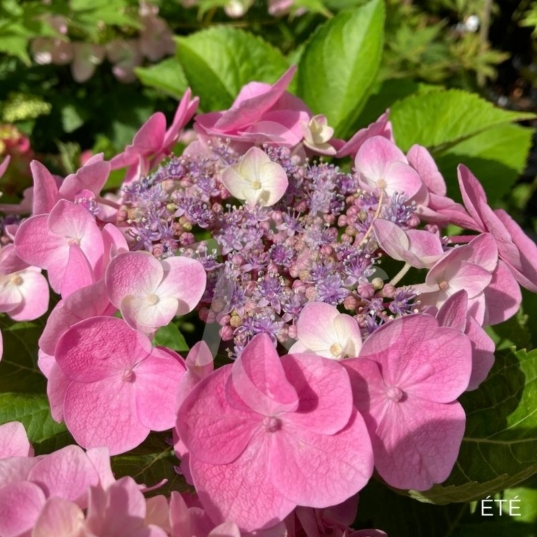 Hydrangea macrophylla 'Teller Red'