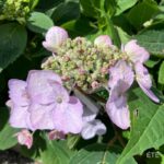 Hydrangea serrata 'Magic Pillow'