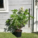 Hydrangea paniculata 'Dharuma'