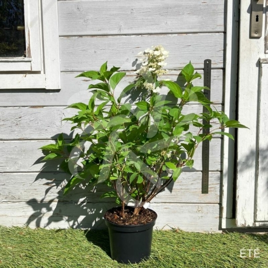 Hydrangea paniculata 'Dharuma'
