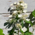 Hydrangea paniculata 'Dharuma'