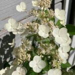 Hydrangea paniculata 'Dharuma'