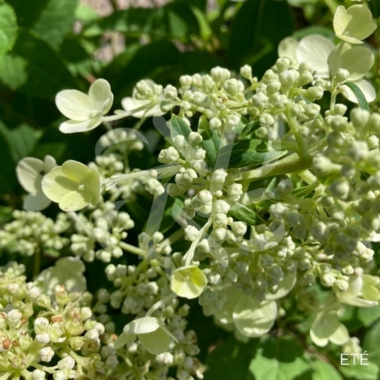 Hydrangea paniculata 'Dharuma'